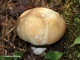 Image result for Russula compacta