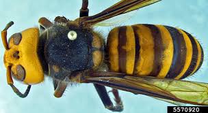 This bug does not have any yellow coloring on its hind segment (only the front segment), as mentioned before it's legs are all black, not orangish in color like the cicada killer. Asian Giant Hornets A Concern For New York New York State Ipm Program