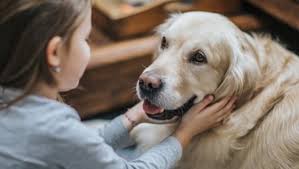Primary liver cancer usually affects older dogs, but that does not mean it can't affect younger dogs. Cancer In Dogs Symptoms Treatment Purina