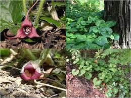 Wild Ginger Asarum Caudatum Wild Ginger Western Asarum Caudatum Upper Photos And Eastern California Native Plants Native Plants Wild Ginger