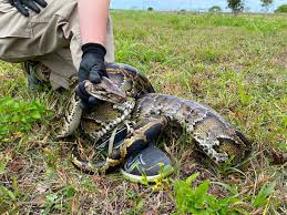 Florida snake hunters deploy robotic rabbits to capture invasive Burmese  pythons - ABC News