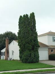 A mature arborvitae can be ten feet wide, so planting them ten feet apart is wise. Sparse Arborvitae Pennlive Com