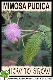 Maybe you would like to learn more about one of these? Mimosa Pudica How To Grow Care