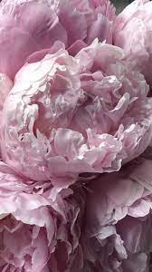 Maybe you would like to learn more about one of these? Pin On Blooms
