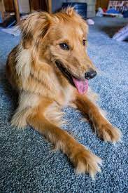 17 Border Collie Mixes That Are Unbelievably Adorable Golden Retriever Mix Puppies Golden Retriever Mix Border Collie Collie Mix