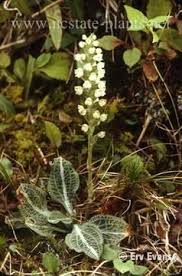 Image result for Goodyera afzelii