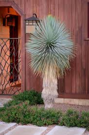 Planning to landscape your front yard shouldn't be a daunting task. Yucca Rostrata With Pink Skullcap Modern Landscape Austin By Eden Garden Design Houzz