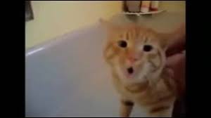 Davut Diye Bagiran Kedi Youtube