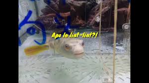 With the public's assistance, we will continue our. Visit To Qq Aquatic Enterprise Kuching Malaysia Youtube