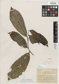 Image result for isolona lebrunii