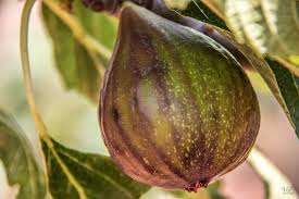 Figues Boule D Or La Figue De Sollies Pont Vente Directe Producteur Sollies Pont 83210