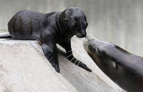 Baby Sea Lion Dog Training Obedience Dog Obedience Dog Training
