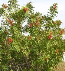 Image result for Schinus