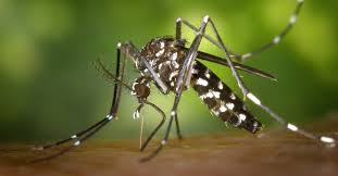 Maybe you would like to learn more about one of these? Fase Fase Daur Hidup Nyamuk Penyakit Dan Cara Penanggulangan
