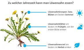 In diesem video stelle ich euch die essbaren teile des löwenzahns näher vor. Kann Man Lowenzahn Essen Das Solltest Du Wissen