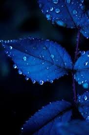 Navy blue hd wallpapers | pixelstalk.net. Wallpaper Blue Aesthetic Blue Wallpapers Blue Leaves