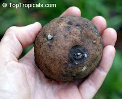 Image result for Landolphia rufescens