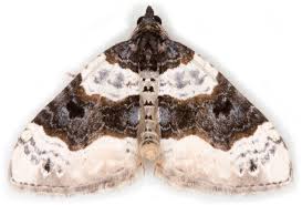 Image result for Cosmorhoe ocellata