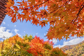 Autumn is a very beautiful girl. 10 Best Places For Autumn Leaves In Kanto 2019
