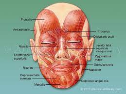 License Image The Muscles That Control Facial Expression Also Called Mimetic Muscles These Muscles Are C Muscles Of The Face Facial Nerve Muscles Of The Neck