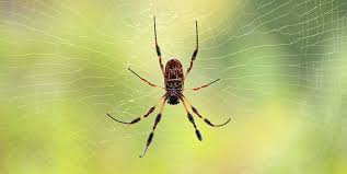 Bites can produce muscle aches, nausea, and paralysis of the diaphragm. 7 Spider Bite Pictures And How To Treat Symptoms