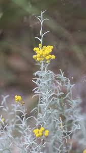 Image result for Helichrysum lineare