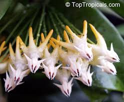 Shooting stars wax plant (hoya multiflora) 2.5 pot size. Tropiki Na Podokonnike
