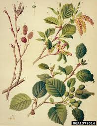 green alder (Alnus viridis)