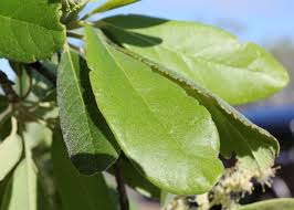 Image result for Terminalia macroptera