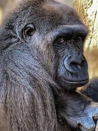 Image result for Gilgiochloa