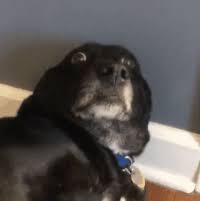 Latest and popular fat dog gifs on primogif.com. Fat Dog Gifs Get The Best Gif On Gifer