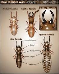 First choice offers comprehensive pest control services aimed at termites, bed bugs, roaches and other prevention is the best tip for keeping rodents out of your home. 14 Termites Ideas Termite Infestation Termites Signs Of Termites