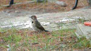 Its ringing calls and short bursts of drumming can be heard in spring almost throughout north america. A Juvenile Flicker Woodpecker Youtube