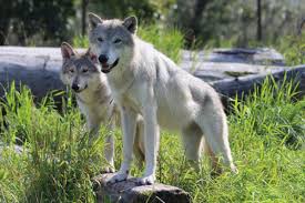 This diverse wilderness protects a wide variety of fish and wildlife species and their habitats. Alaska Wildlife Conservation Center Visit Real Alaskan Wildlife
