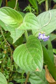 Image result for Spermacoce ocymoides