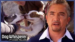 BDF Interview: Muay Thai fighter Ernesto Chaves, who survived an attack by  two pitbulls