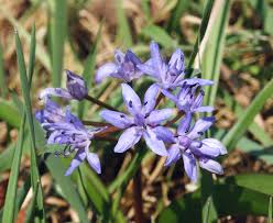 Image result for Scilla