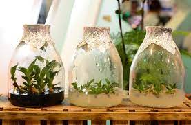 Simple Steps That Show You How To Grow Shrooms Without Spores Gardenerdy