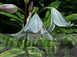 Image result for Crinum harmsii