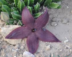 Image result for Stapelia gigantea