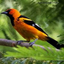 Black Bird With Red Spots On Neck Orange Birds Picture Of Orange Birds Orange Birds Of North America Ccnab Bird Pictures Beautiful Birds Bird Feeding Station