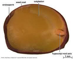 Image result for Androstachys