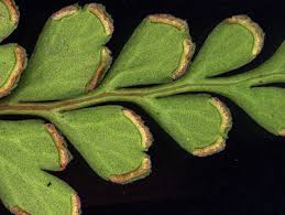 Image result for Lindsaea