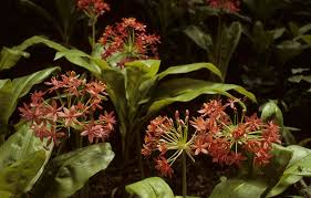 Image result for Scadoxus pole-evansii