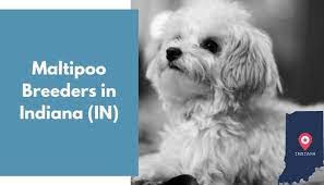 Puppies are male and female, with the first set of vaccinations in. 15 Maltipoo Breeders In Indiana In Maltipoo Puppies For Sale Animalfate