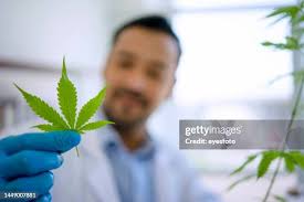 1,873 The Hemp Store Stock Photos, High-Res Pictures, and Images