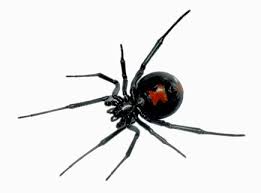 Black widows thrive in temperate climates, so they are most common in a black widow's bite can be harmful, but it is rarely fatal. Meetings Upcoming Meetings Past Annual Meetings Regional Meetings Other Meetings Business Meeting Minutes Awards Publications Media Media Integrative And Comparative Biology Integrative Organismal Biology Research And Education Resources