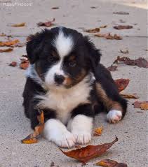We have owned them ever since. Toy Australian Shepherd Pictures 112f2402w3k Super Cute Puppies Cute Animals Animals Friends