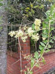 Image result for Lawsonia inermis