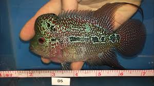 Pin On Chiclids